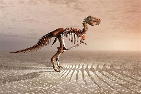 T. Rex Dinosaur Skeleton Photograph by Carol & Mike Werner - Pixels