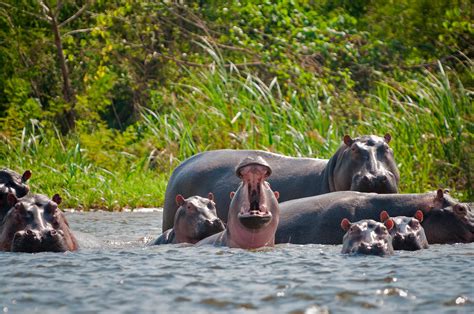 Pablo Escobar's Hippos Are Thriving in Colombia and Wreaking Havoc With ...