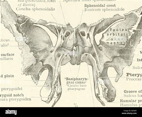 Pterygoid process hi-res stock photography and images - Alamy