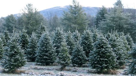 [100+] Christmas Tree Farm Pictures | Wallpapers.com