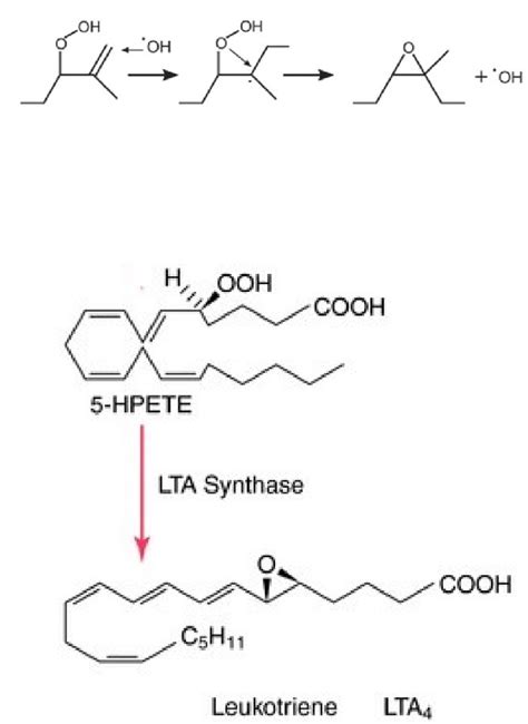 Leukotriene A4 biosynthesis by an epoxide ring formation. | Download ...