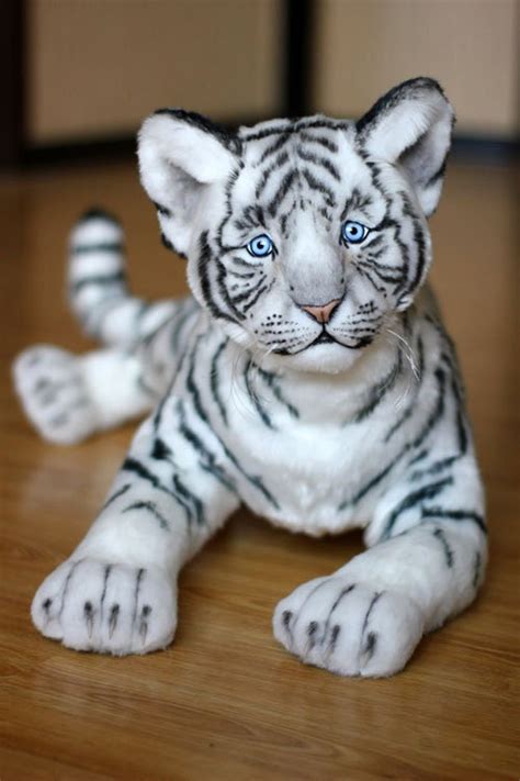 White Tiger-57cm. Wild Cat, Tiger Cub Baby, White Tiger, Wild Animals ...