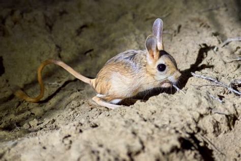 15 Joyful Jerboa Facts - Fact Animal