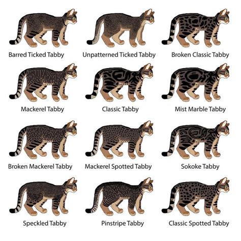 Different types of tabby cat : coolguides