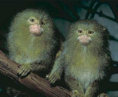 Pygmy Marmoset