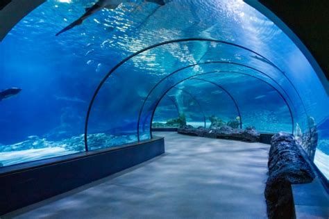 Aquarium Tunnel Free Stock Photo - Public Domain Pictures