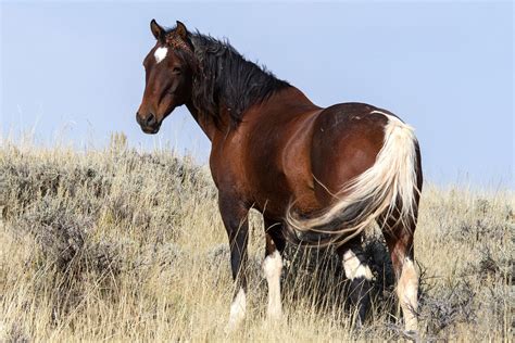 Mustang Horses for Sale