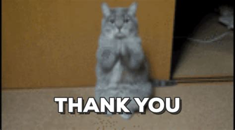 New trending GIF on Giphy | Thank you cat meme, Funny thank you, Thank ...