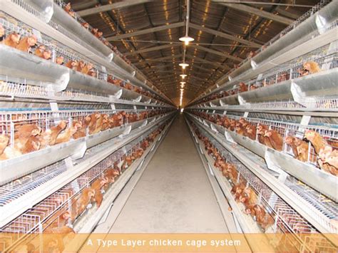 The advantages of using automated poultry farming equipment to raise ...