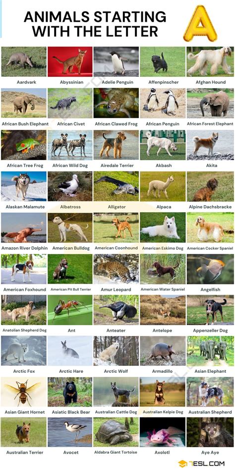 282 Animals that Start with A in English • 7ESL