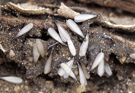 What Are Swarming Termites? - Online Pest Control