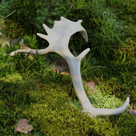 Fallow deer antlers 8 – BlenderBoom