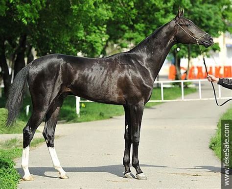 Black Akhal-Teke | Akhal teke horses, Akhal teke, Horse breeds