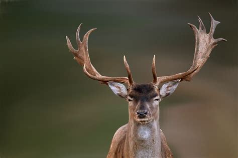 Fallow Deer - The British Deer Society