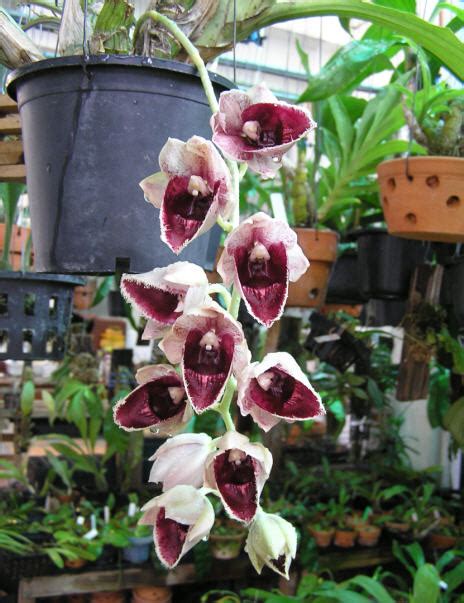 Catasetum hybrid (CTS53)