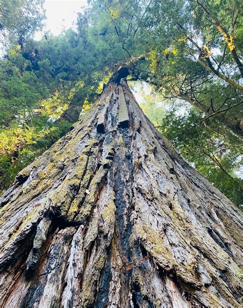 Why you should skip seeing Hyperion, the tallest tree in the world