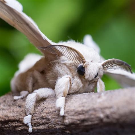 Silk Moth | This fuzzy insect will grow up from a silkworm ...