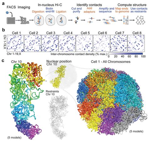 Calculation of 3D genome structures from single cell Hi-C data ...