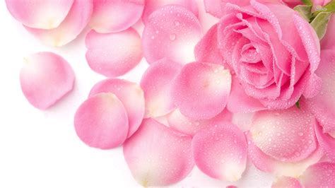 Rose Flower Petals wallpaper | 1920x1080 | #7547