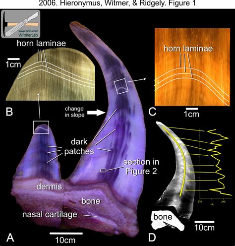 Rhino Horn Anatomy