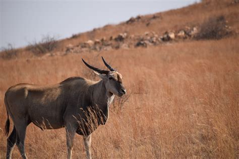 Rietvlei Nature Reserve - Heart of the Wild - Tours