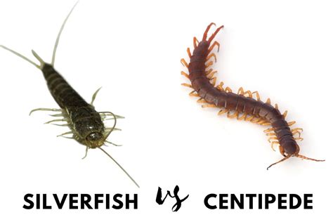 Silverfish Vs Centipede: How Can You Tell Them Apart? - PestQueen