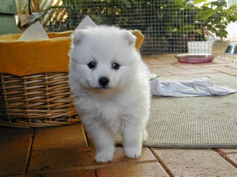 White Japanese Akita Inu Puppy Pictures, Cute!! ~ Picture of Puppies