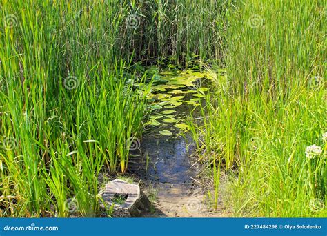 Aquatic plants in swamp stock photo. Image of bulrush - 227484298