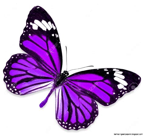 Purple Butterfly Images | Amazing Wallpapers