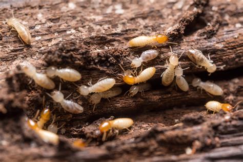 Major Difference Between Drywood and Subterranean Termites? - Houseman ...