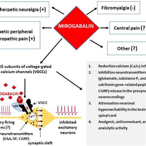 Mechanisms of action and therapeutic effects of mirogabalin. | Download ...