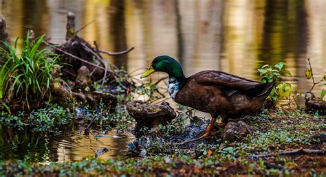 Male Black Duck-Breeding Plumage Photograph by Alicia BRYANT - Fine Art ...