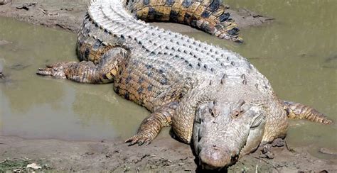 Saltwater crocodile - Our Planet