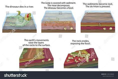 The formation of fossils, fossilization - process of forming a fossil ...