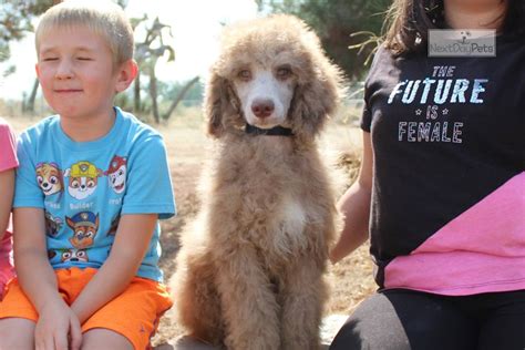 Red Merle Akc : Poodle, Standard puppy for sale near Los Angeles ...