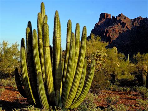 Desert Cactus Wallpapers - Top Free Desert Cactus Backgrounds ...