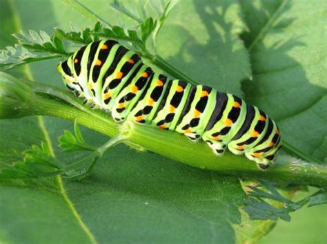 how to determine what kind of butterfly my caterpillar will turn into ...