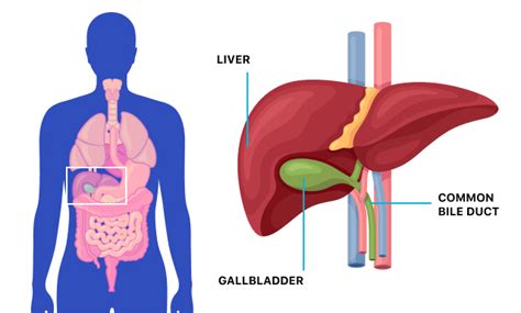 Gallbladder Pain Location Diagram