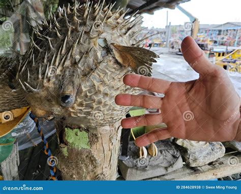 Dried Puffer Fish with Spikes. Stock Photo - Image of liturosus ...