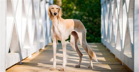 Saluki vs Borzoi: 5 Key Differences - A-Z Animals