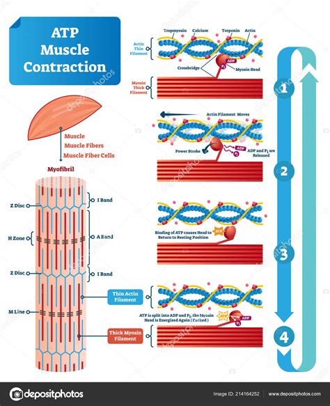 atp musculaire – contraction musculaire et apport d’énergie – Crpodt