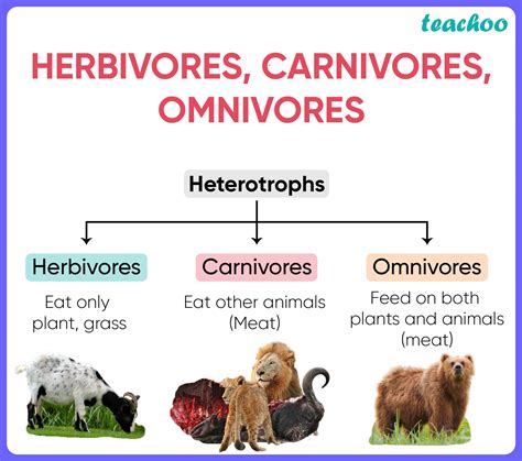 Nutrition in Animals (Class 10) - Essential Nutrients & their function