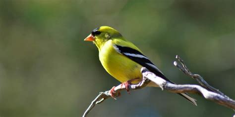 7 Stunning Yellow and Black Birds [It's Not a Bumblebee ...