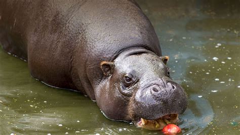 Not only is the pygmy hippo much smaller than the common river hippo ...