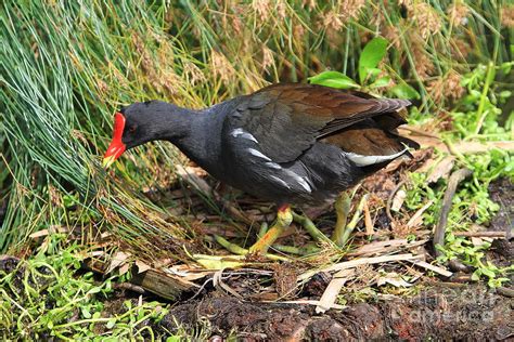 Common Moorhen Photograph by Ken Keener - Fine Art America