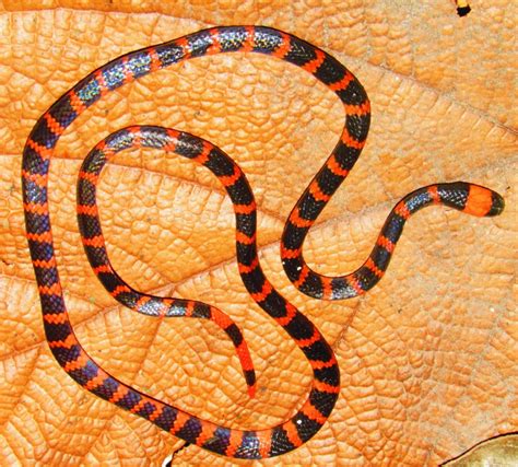 Coral snake venom reveals a unique route to lethality