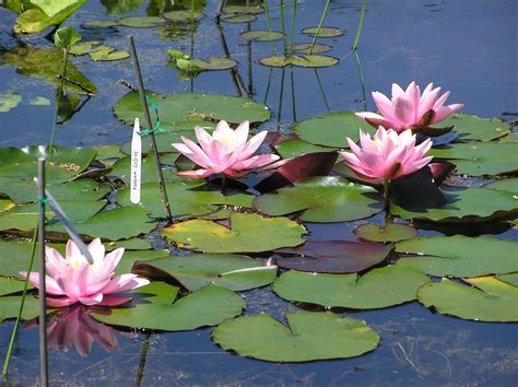 Norma Gedye - Merebrook Pond Plants