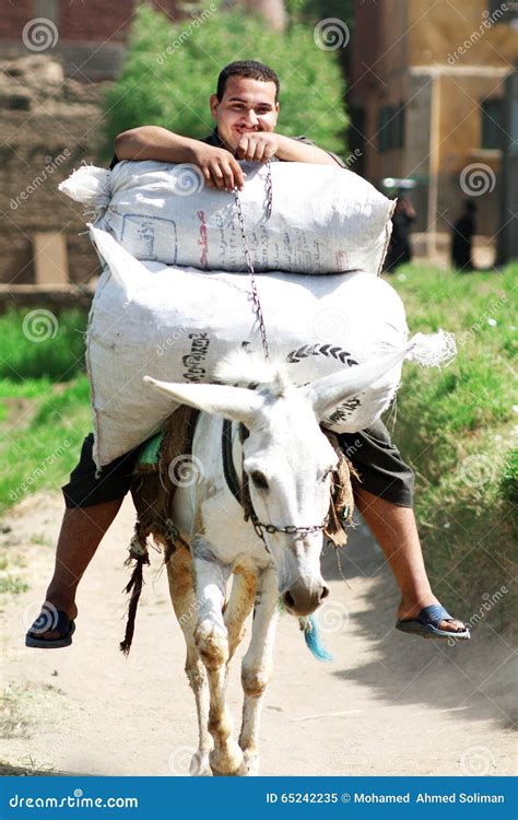 An Egyptian Poor Farmer Riding a Donkey on the Farm in Egypt Editorial ...