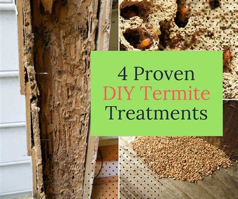 4 Proven DIY Termite Treatments - Home and Gardening Ideas | Diy ...