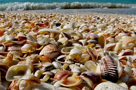 Sanibel Shell Fair • Sanibel Island • March 2019 - Inbound Destinations